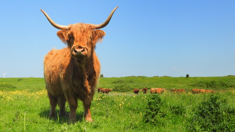 Een Schotse hooglander op Noord Beveland foto Adrie Gideonse