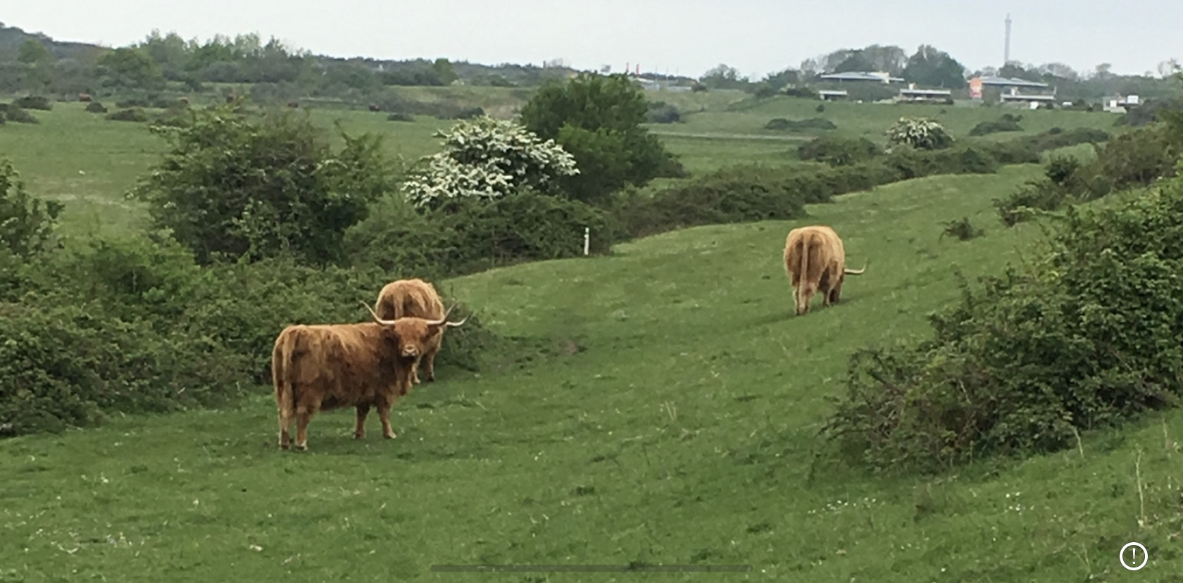 Schotse Hooglanders 2