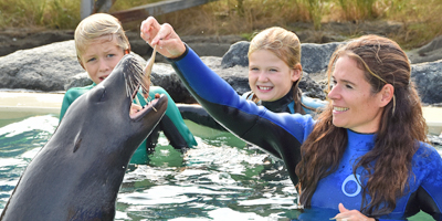 zwemmen met zeeleeuwen